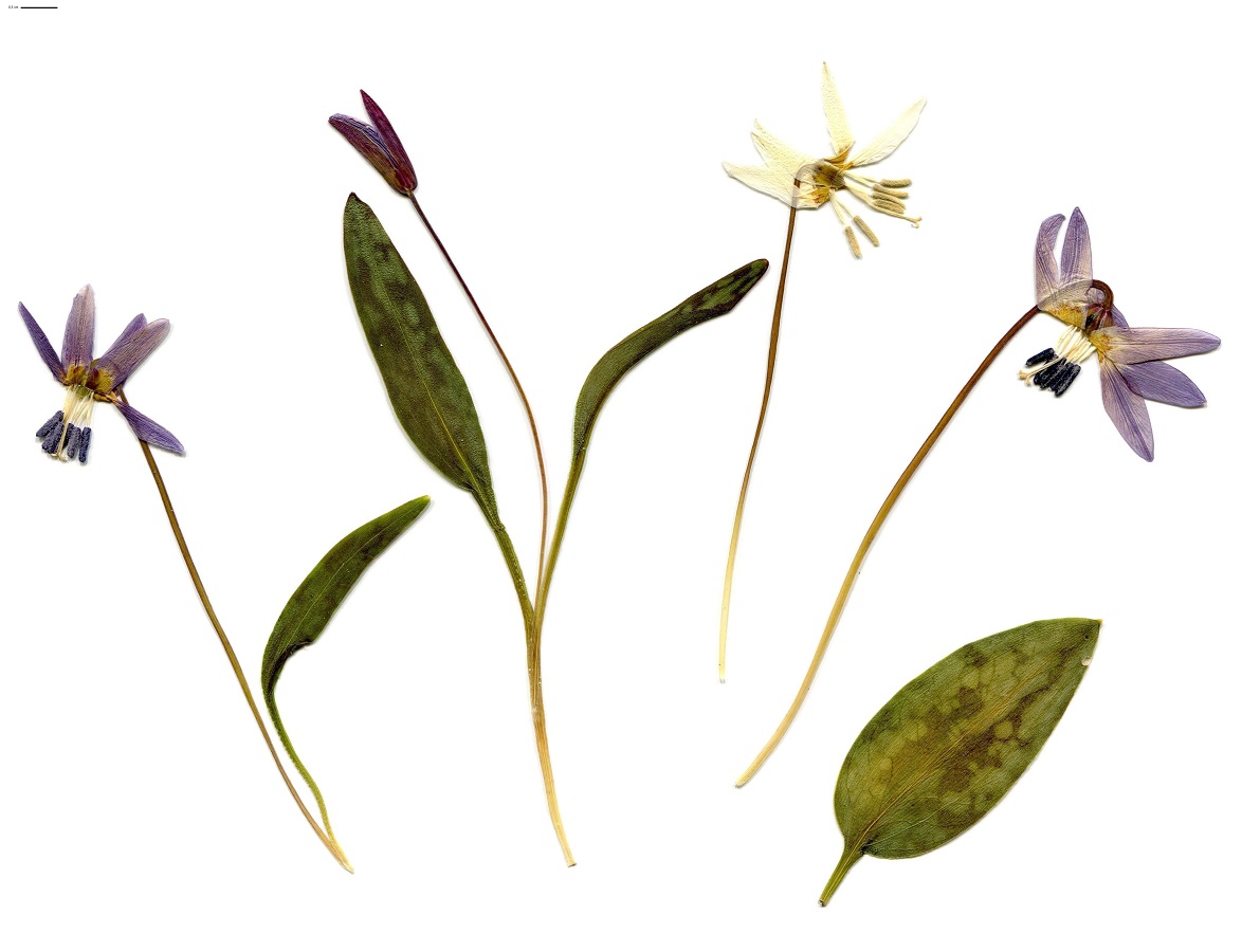 Erythronium dens-canis (Liliaceae)
